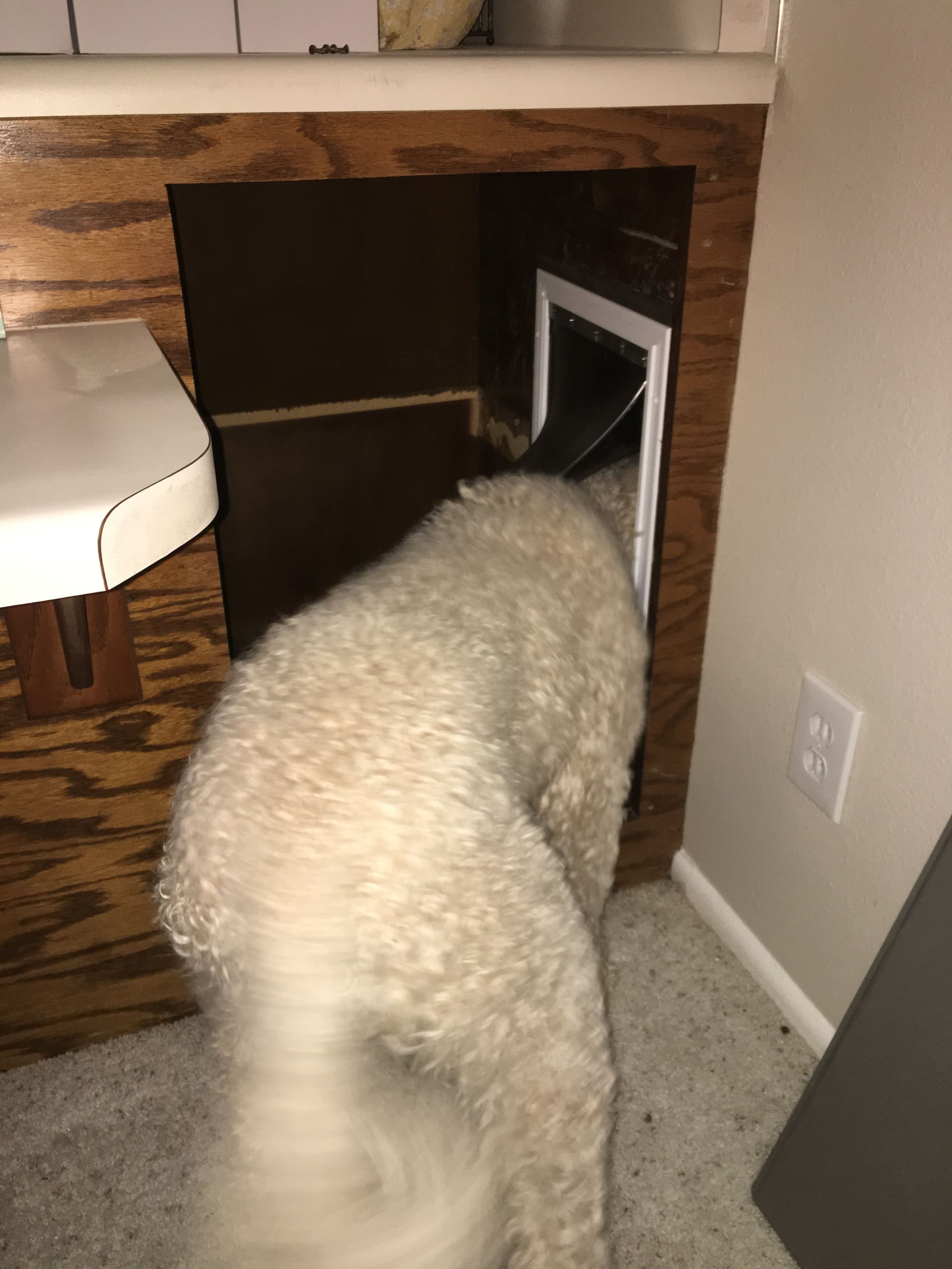 Innovative Pet Door Installation for Ultimate Pet Freedom