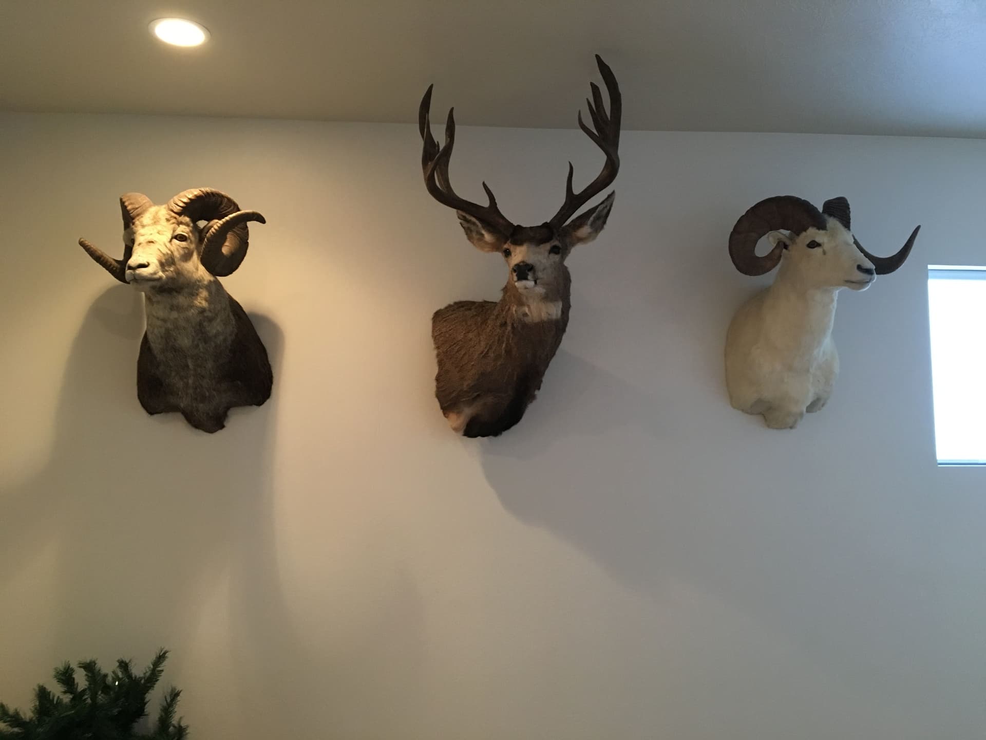 Rustic Charm Awakened in Santa Clara